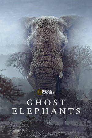 Ghost Elephants - Ghost Elephants (2026)